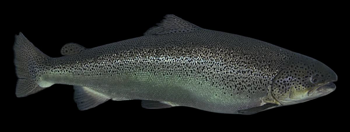 Photo of a broodstock salmon