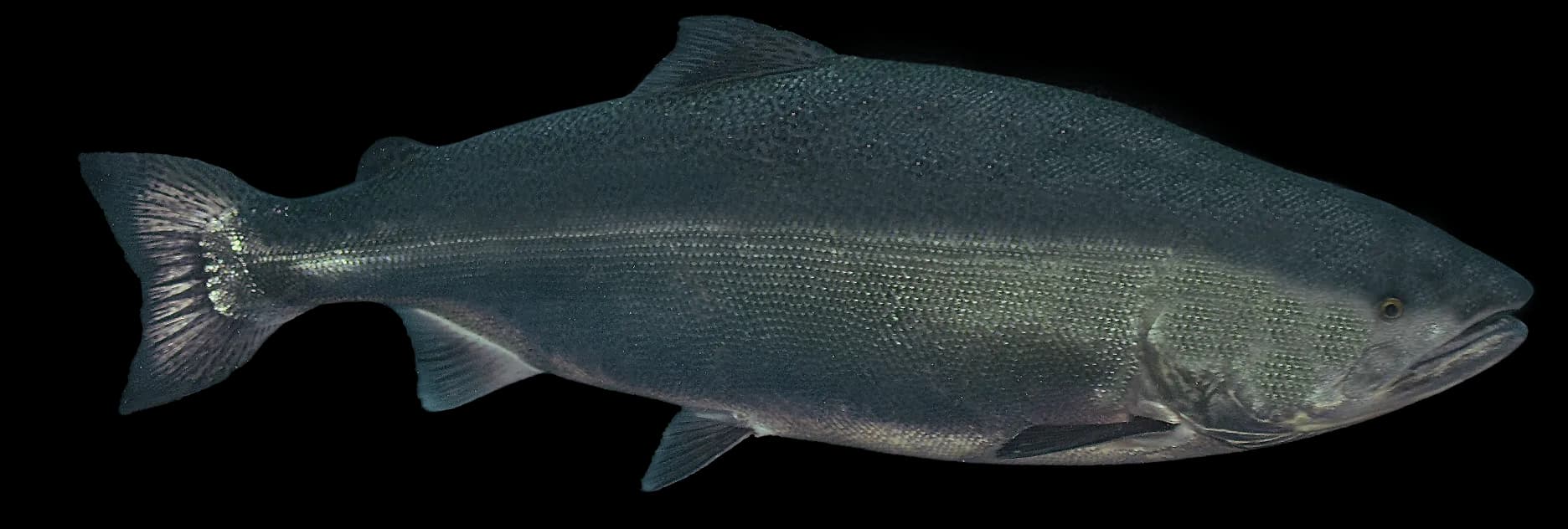 Image of a Coho