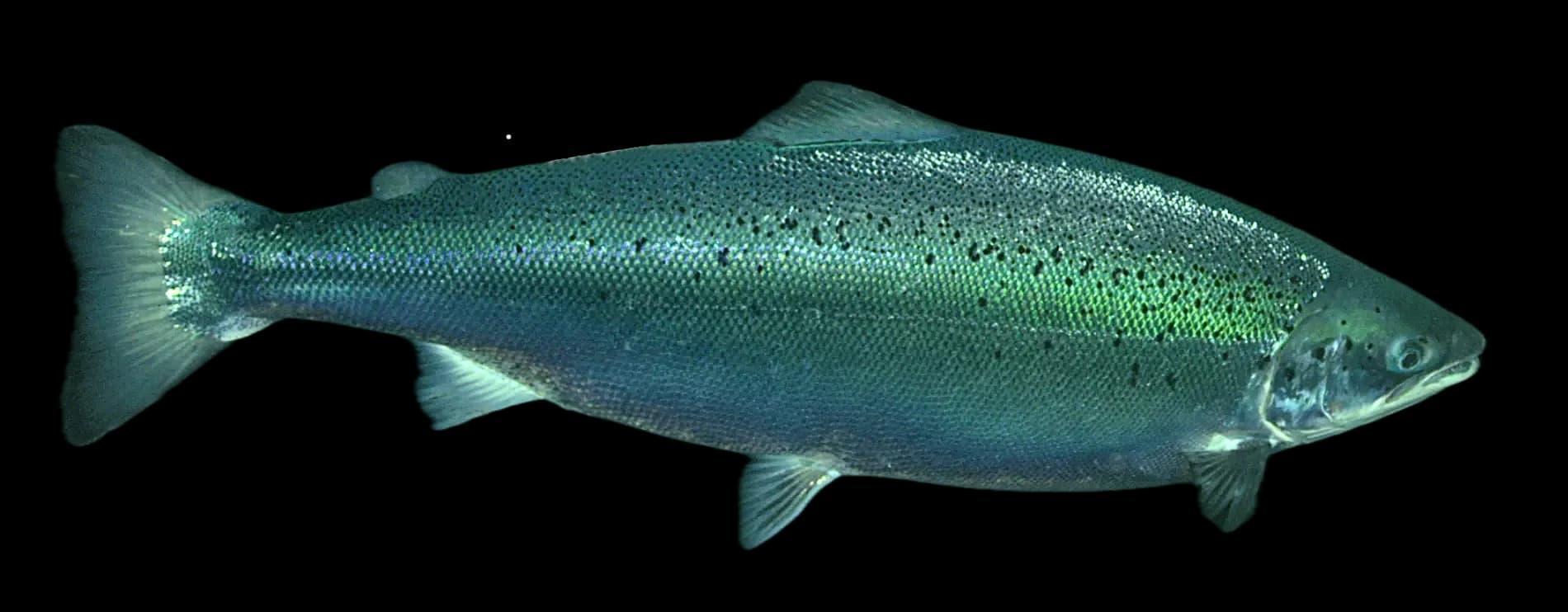 Atlantic Salmon