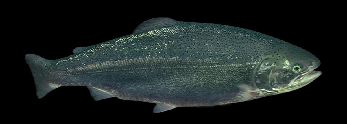 Image of a trout taken by Aquabyte pen camera