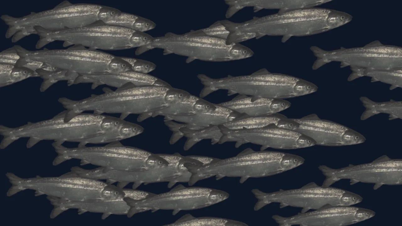 Image showing several smolt fish swimming